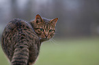 cat portrait