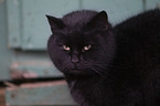 cat portrait