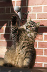 playing cat