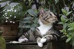 lying cat