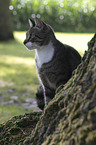 sitting cat