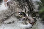 cat face