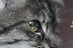 cat eye