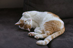 lying cat