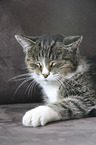 lying cat