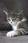 lying cat