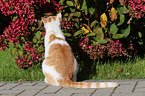 sitting cat
