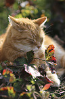 lying cat