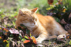 lying cat