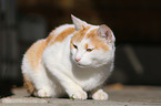 lying cat
