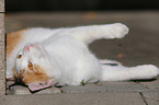 rolling cat