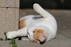 rolling cat