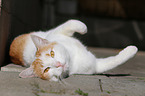 rolling cat