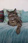 lying cat