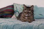 lying cat