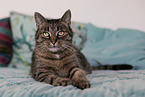 lying cat