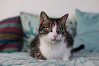 lying cat