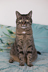 sitting cat