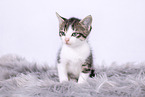 Kitten