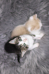 Kitten