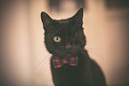 monocular cat