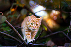 young tomcat