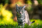 young tomcat