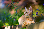young tomcat
