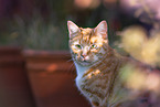 young tomcat
