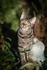 young tomcat