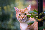 young tomcat