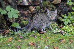 tabby cat