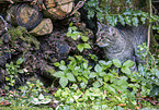 tabby cat
