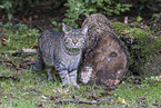 tabby cat