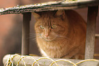 tomcat
