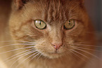 red cat