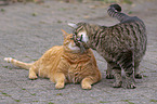 2 cats