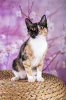 domestic cat