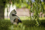 domestic cat
