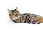 Cat in front of white background