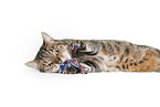 Hauskatze in front of brown background