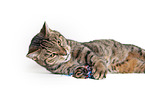 Cat in front of white background