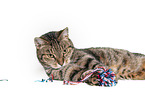 Cat in front of white background