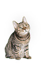 Cat in front of white background
