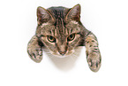 Cat in front of white background