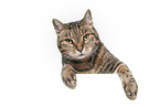 Cat in front of white background