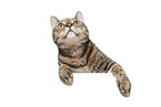 Cat in front of white background