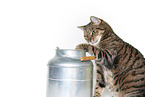 Cat with milk churn