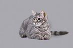 Cat in front of grey background