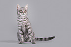 Cat in front of grey background